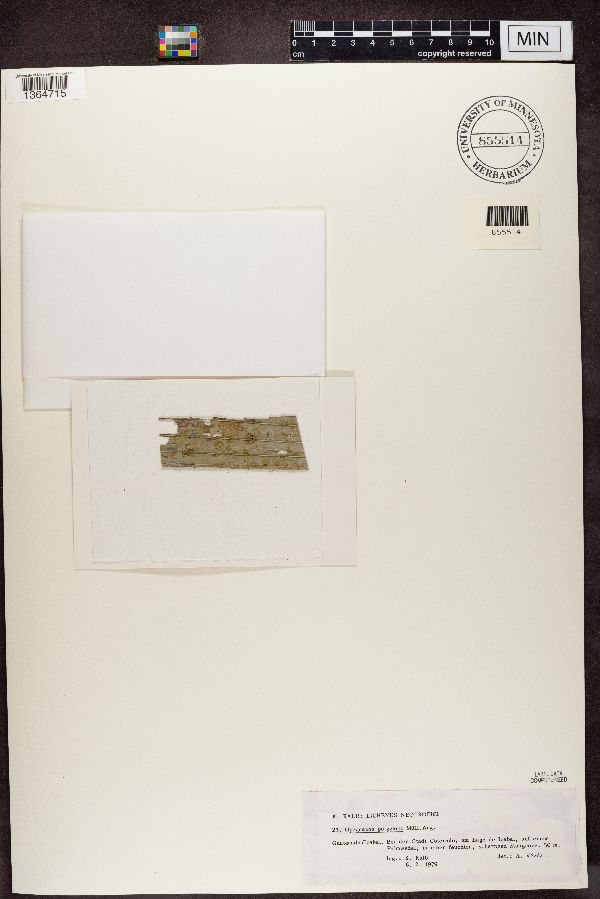 Opegrapha puiggarii image