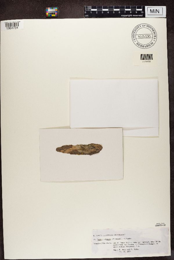 Bacidia alutacea image