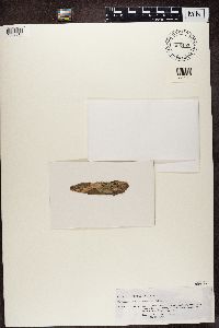 Media resource of Bacidia alutacea