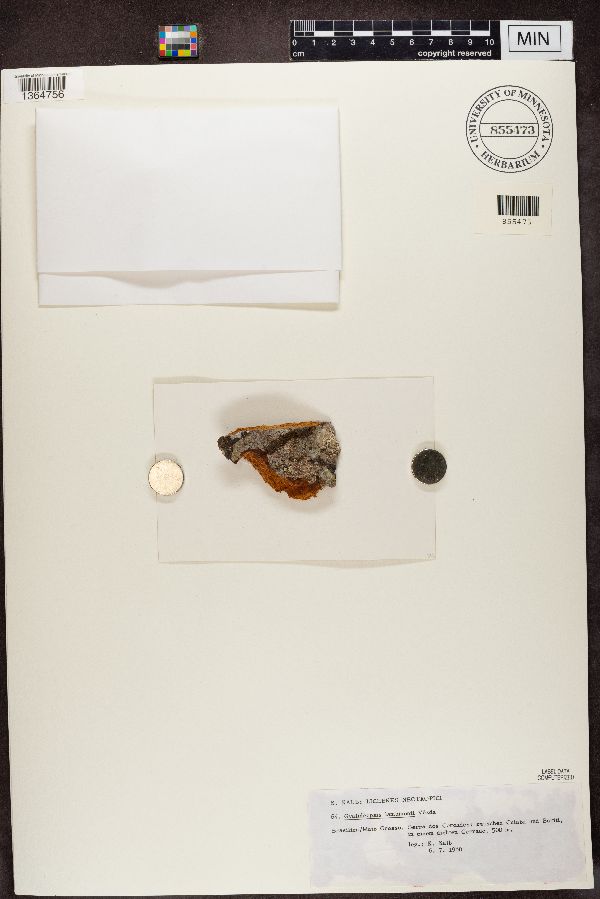 Gyalideopsis lambinonii image