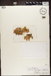 Pseudocyphellaria aurata image