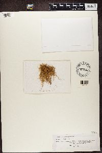 Ramalina exiguella image