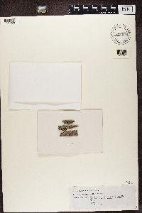 Fluctua megapotamica image