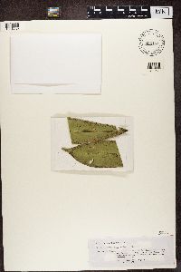 Image of Coenogonium fallaciosum