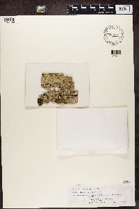 Heterodermia speciosa image