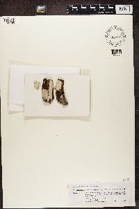 Lecanora caesiorubella image