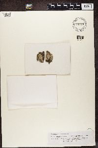 Lecanora caesiorubella image