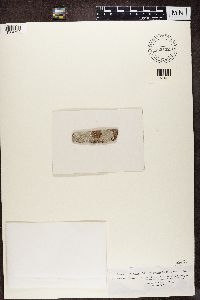 Lecanora caesiorubella image