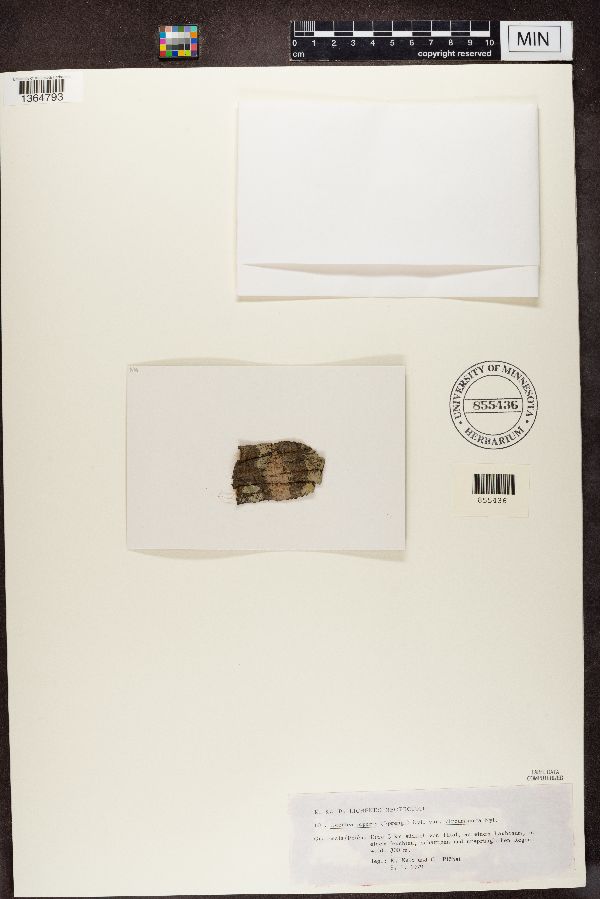 Lecidea piperis var. circumtincta image