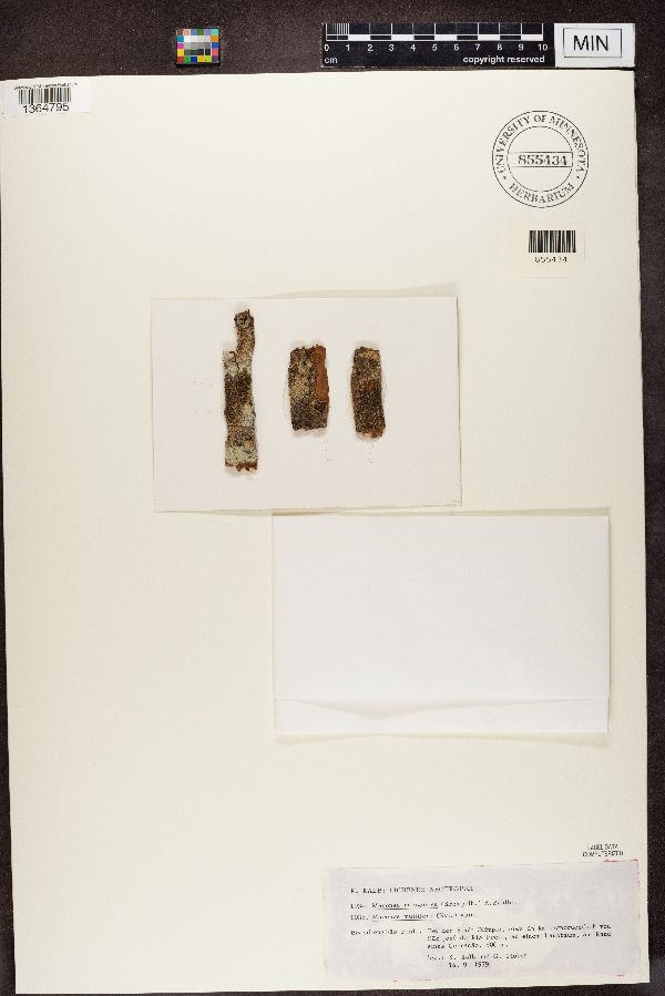Maronea multifera image