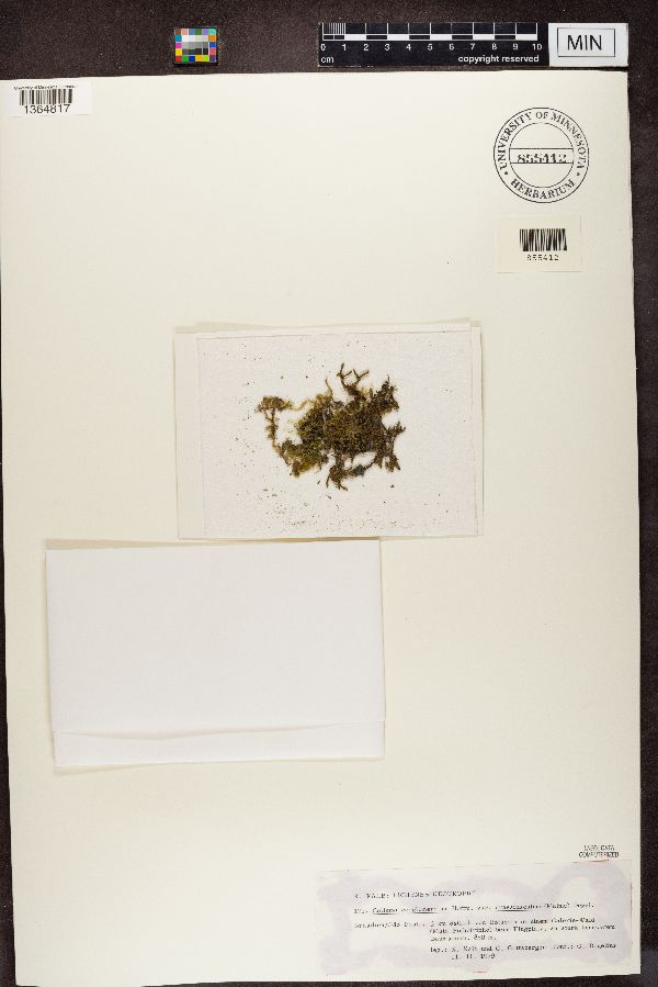 Parathelium crassiusculum image