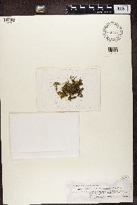 Media resource of Collema conglomeratum