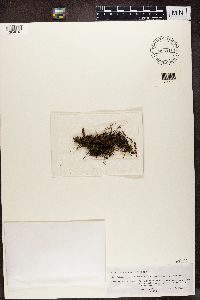 Parathelium crassiusculum image