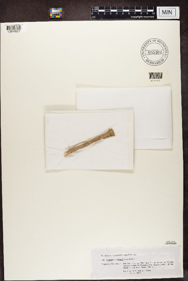 Lopadium albosuffusum image