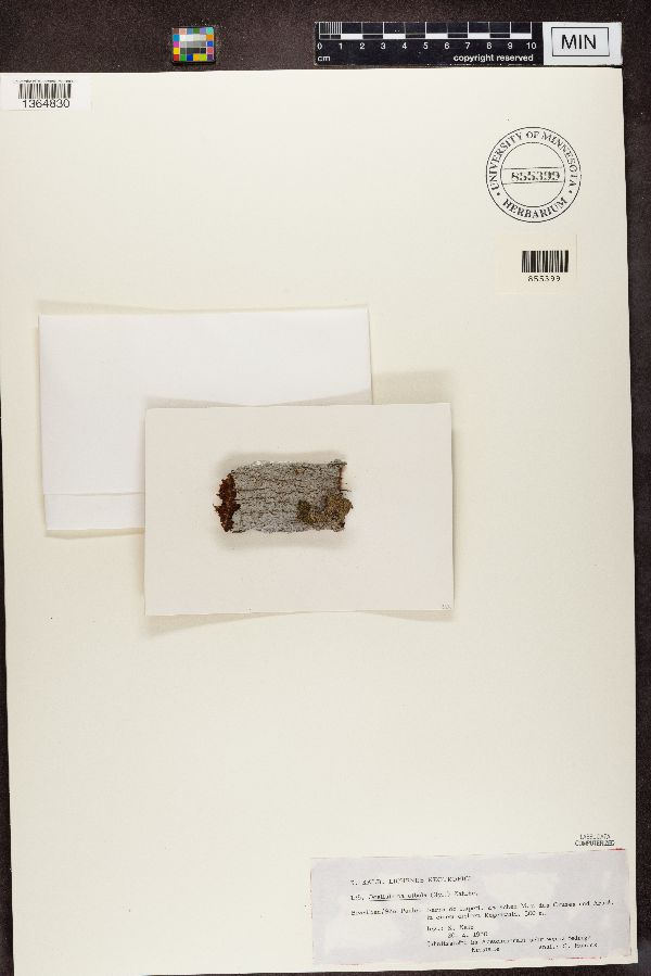 Ocellularia albula image