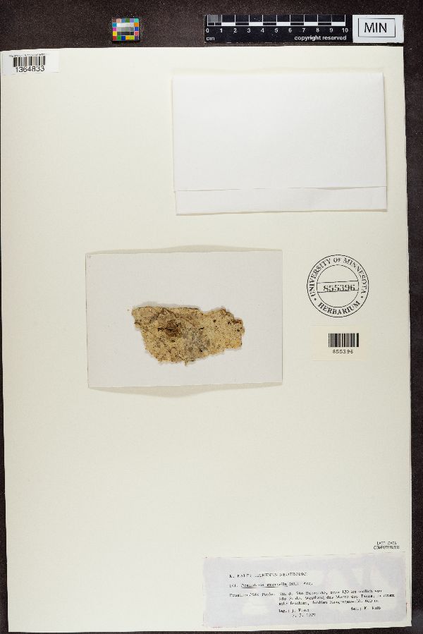 Ocellularia emersella image