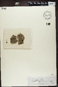 Phaeophyscia hispidula image