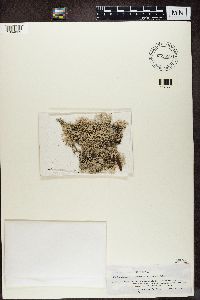 Pseudevernia consocians image