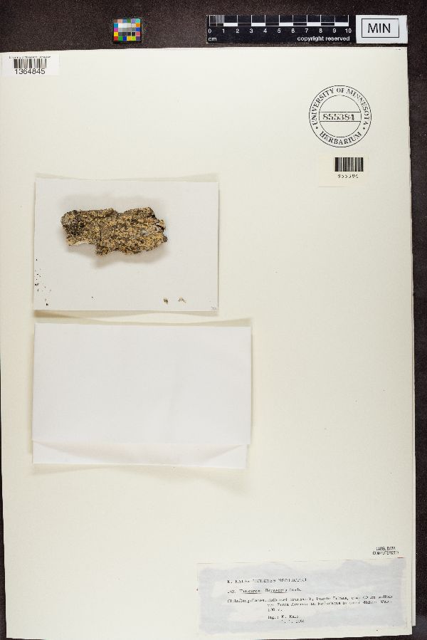 Thelotrema flavescens image