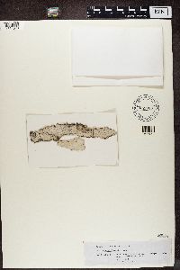 Image of Leptotrema lepadodes