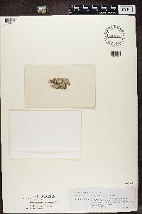 Brigantiaea leucoxantha image