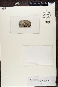 Pycnothelia papillaria image