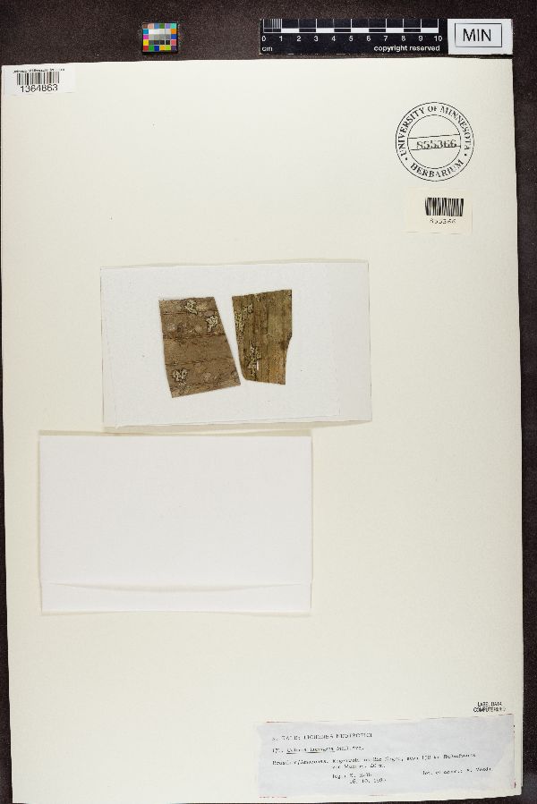 Caleniopsis laevigata image