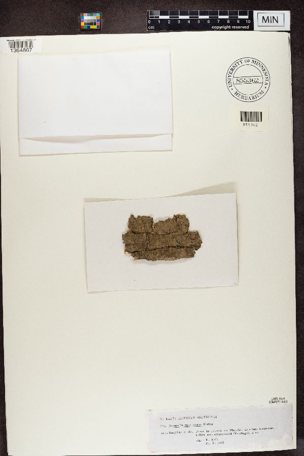 Dimerella myriocarpa image