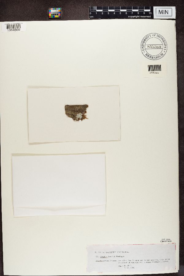 Graphis buritica image