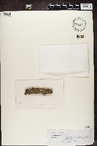 Thumbnail image of current specimen