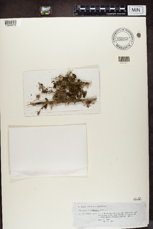 Byssolomataceae image