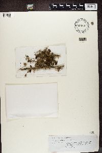 Thumbnail image of current specimen