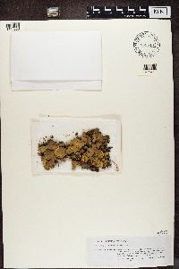 Image of Peltigera austroamericana