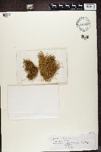 Ramalina exiguella image