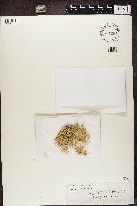 Biatoropsis usnearum image