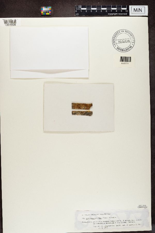 Caloplaca camptidia image