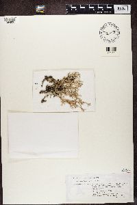 Cladonia furcata image