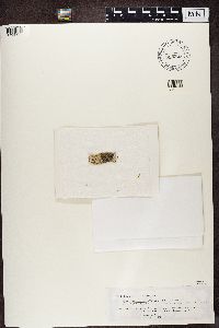 Hyperphyscia syncolla image