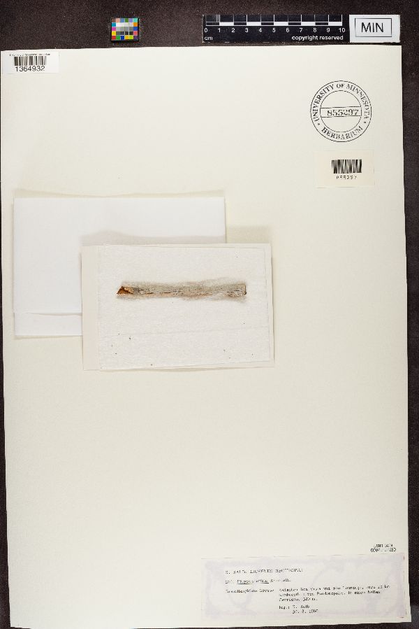 Phlyctis offula image