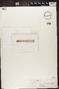 Media resource of Phlyctis offula