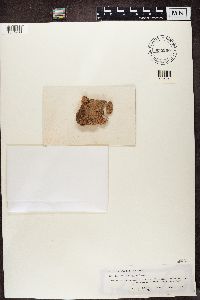 Trapelia coarctata image