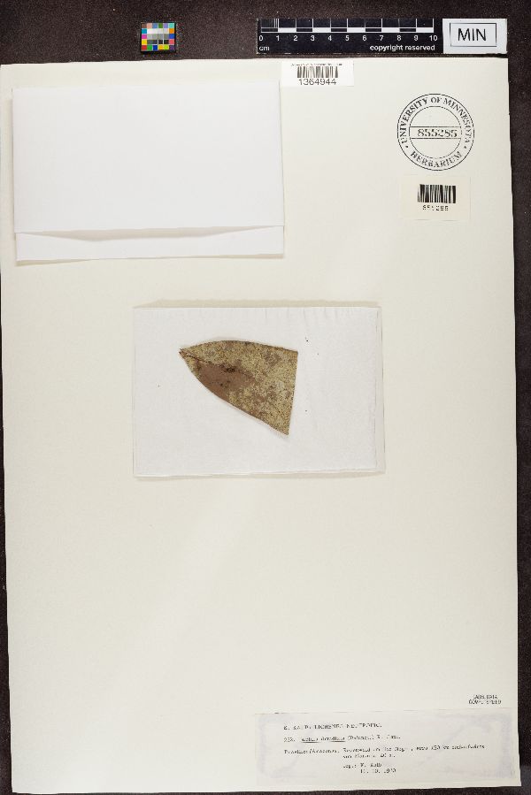 Badimia image
