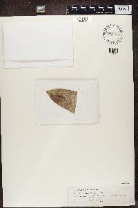 Image of Badimia dimidiata