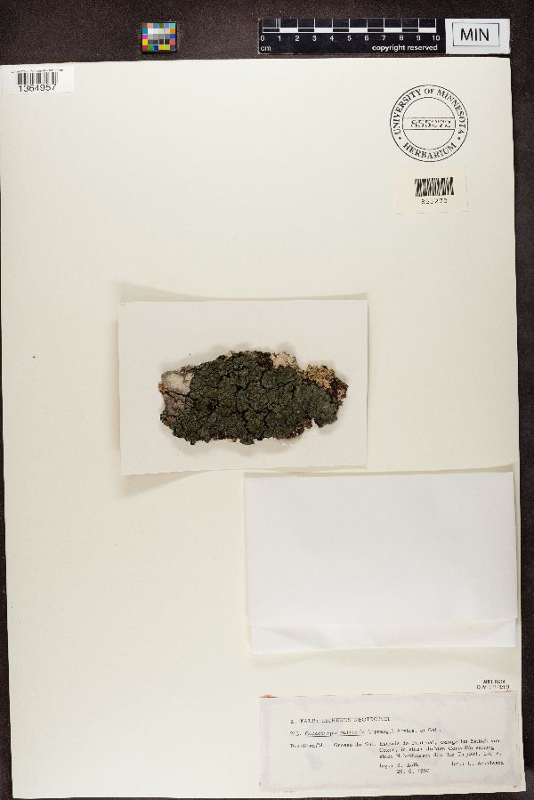 Coccocarpiaceae image