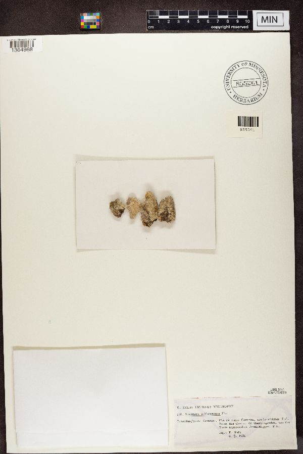 Lecanora sulfurescens image