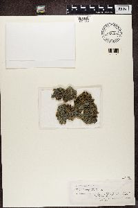 Collema subconveniens image