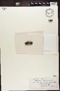 Tephromela atra image