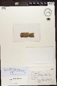 Media resource of Thelotrema brasiliana