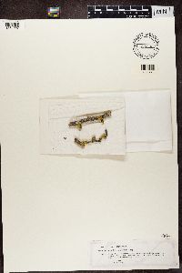 Candelaria fibrosa image