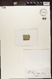 Image of Coenogonium hypophyllum